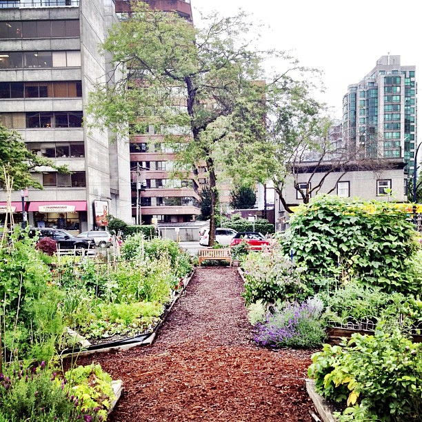 community garden