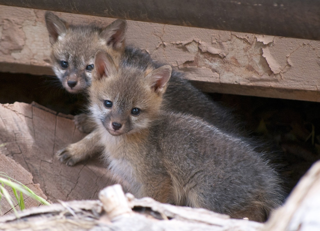 gray fox kits