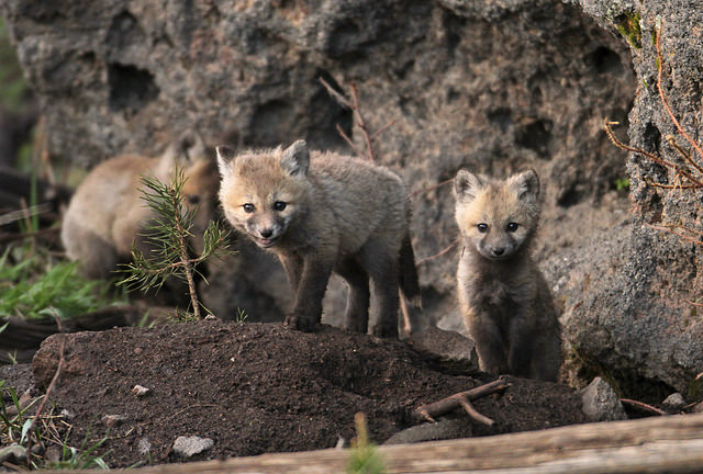 more fox pups